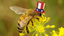 President Washington’s Love of Honey, The Bees That Saved America a Special Event, Our Comb Honey.