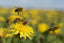 Save The Bees: There is no such thing as bad weeds