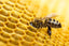 News From the Hive: Sarasota Beekeeping Supplies for Sale