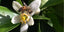 May Newsletter: Devastating Orange Blossom Harvest, Tea Party Success, A Hen that is now a Rooster
