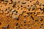 June Newsletter: Meet Cleo, Bees in Ancient times, Our Honeybee Concerns Validated by FL Inspector