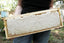 August Newsletter: Off Season Hours, Beekeeper Talks and Classes, Honey Report.