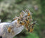News From the Hive: The Trap-Out…A Sarasota Honey Company Specialty.