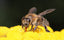 August Newsletter: Summer Market, Summer Honey,E-learning, Buzz at the Hon
