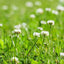 Save the Bees: Don’t use Pesticides or Chemicals!