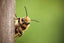 Attracting Beneficial Bees – By Kathy LaLiberte