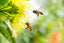 Sarasota Honey Co. November Newsletter : LWR Market, Honey Tours, New Honey, Special Video 4 Kids