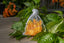 Dozen Hard Honey Flavored and Filled Candy